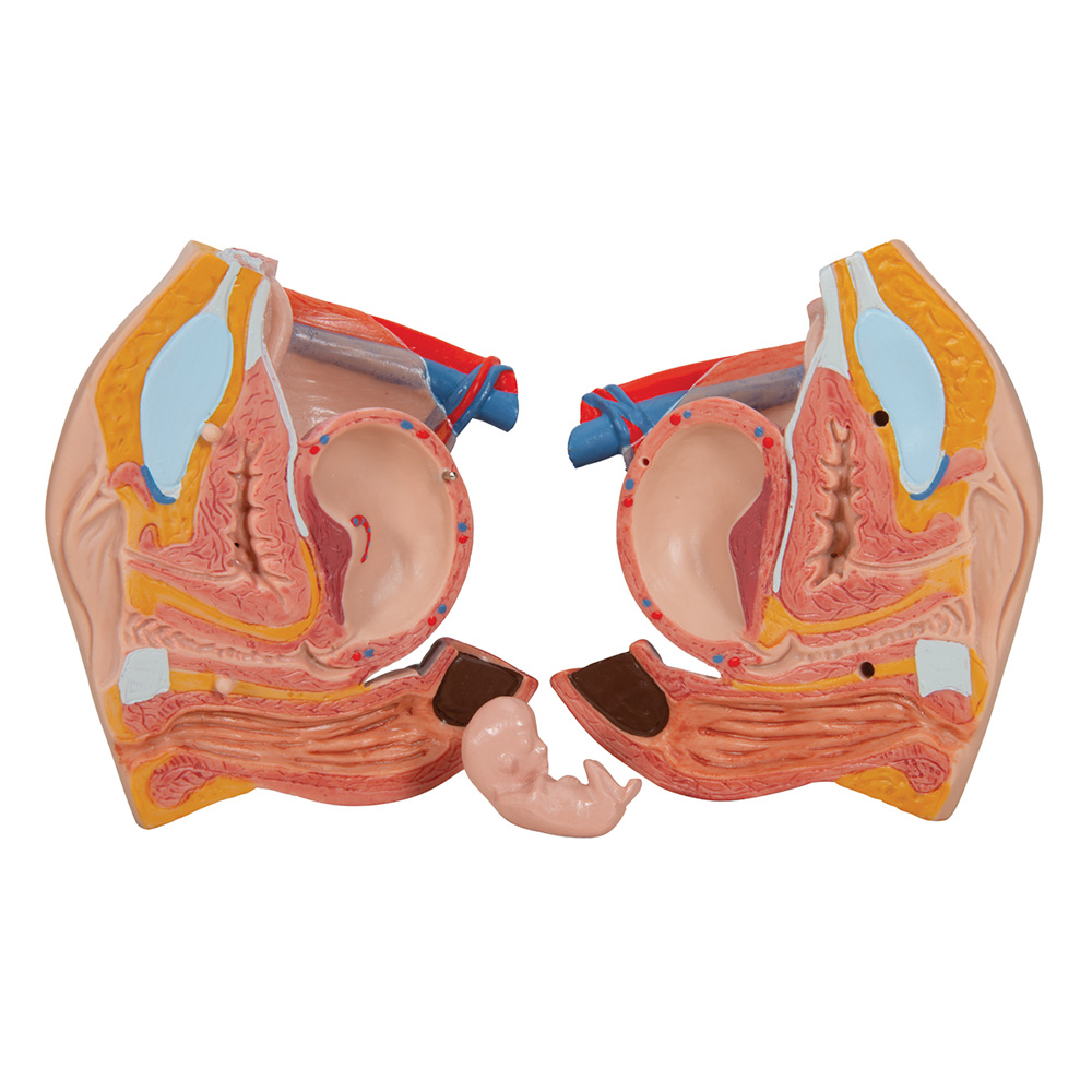 3b Scientific Deluxe Dual Sex Torso With Opened Back 28 Part