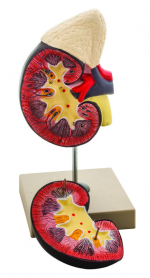 111-2082 Model, Life-Size Human Kidney with Adrenal Gland, 2 Parts