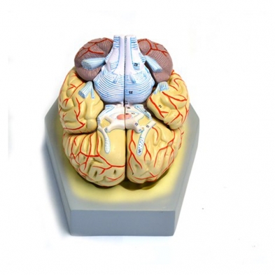111-2086 Model, Brain 8 part