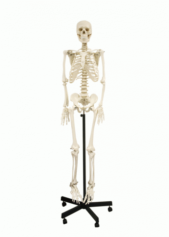 111-2800 Skeleton, Standard