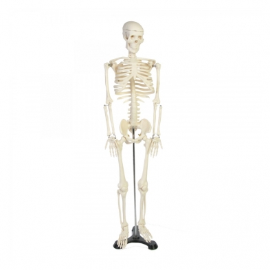 111-7100 Skeleton, Half-size