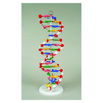 114-9100 DNA Model