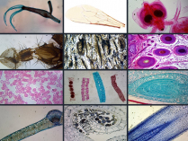 115-0059 Biology Microscope Slides, Set of 23