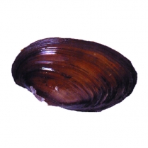 116-0600 Clams, vac pack of 10