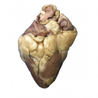 116-7702 Pig Heart, Pericardium, vac pack 10