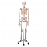 the thin man sequential human anatomy program