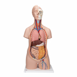 the thin man sequential human anatomy program
