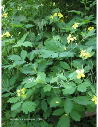  Celandine Extract