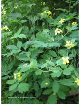  Celandine Extract