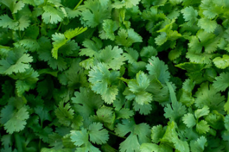  Cilantro Extract