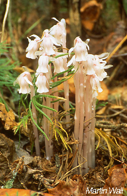  Indian Pipe Extract