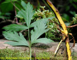  Yellow Root Extract