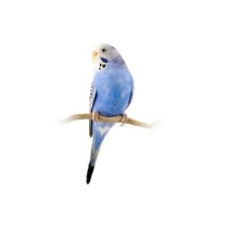 STS Premium Budgie 1kg/2.2lb