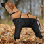 DEKI Pawtek PT9011 All-Weather Dog Pants MD SEASONAL