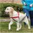 KURGO Walk About Harness Chili Red