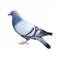 SEED TO SKY Pigeon Mix