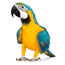 SEED TO SKY Premium Parrot w/ Sun