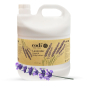 Codi N Codi Lotion Gallon - Lavender 77954