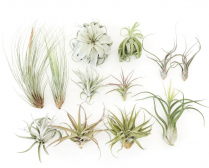 TILLANDSIA, ASSORTED, LARGE