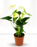 4" ANTHURIUM, WHITE