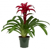 4" BROMELIAD GUZMANIA, ASSORTED