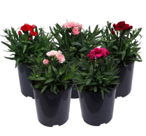 4" CARNATION, ASSORTED