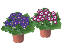 4" CINERARIA, ASSORTED