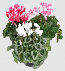 4" CYCLAMEN, LARGE, ASSORTED