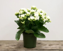 4" KALANCHOE, WHITE