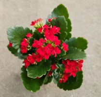 4" KALANCHOE, RED