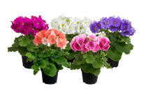 4" PRIMULA, OBCONICA, ASSORTED