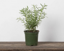 4" ROSEMARY, UPRIGHT