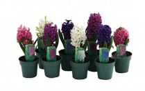 4" BULB, HYACINTH, ASSORTED