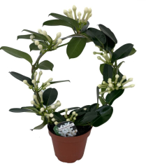 5" STEPHANOTIS ON A HOOP, POT COVER