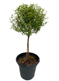 5" MYRTLE, 1 BALL, TOPIARY, LARGE