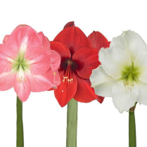 6" AMARYLLIS, ASSORTED