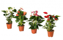 6" ANTHURIUM, ASSORTED