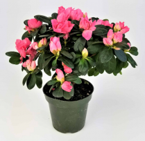 6" AZALEA,  ASSORTED