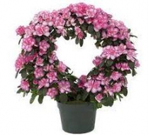 6" AZALEA HOOP, ASSORTED