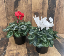 6" CYCLAMEN, LARGE, CHRISTMAS MIX