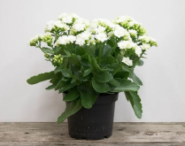 6" KALANCHOE, WHITE & RED