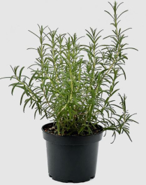 6" ROSEMARY, UPRIGHT