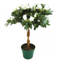 8" AZALEA TREE, ASSORTED