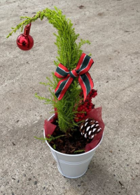 5" LEMON CYPRESS, GRINCH, DECORATED