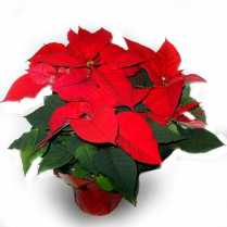 6" POINSETTIA, 5+ BLM, RED