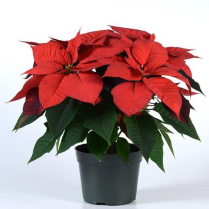 6" POINSETTIA, FLORIST, RED