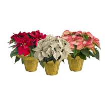 6" POINSETTIA, FLORIST, COLOURS