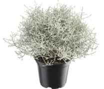 4" CALOCEPHALUS, SNOW BUSH