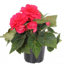 4" BEGONIA, NON-STOP, ASSORTED