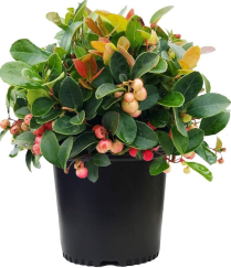 4" GAULTHERIA, WINTERGREEN